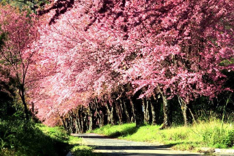 Sakura-of-Thailand
